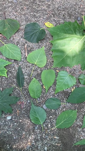 Leaf morphology . #tree #trees #nature #naturephotography #naturelover #garden #gardening #gardeninglife #learn #education #horticulture #horticulturist #botany #foraging #dendrology #plantlover #plantlove #plantlovers #biology #wood #woodworking #greenwoodworking #greenwood #carpentry #carpenter #treework #woodworker #woodwork #arborist #arboriculture
