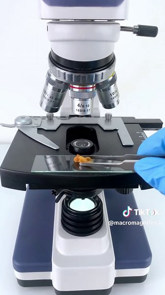 Burger look cool at 400x magnification!#microscope