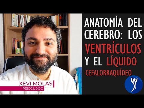 Brain Anatomy 🧠: The Cerebral Ventricles and Cerebrospinal Fluid