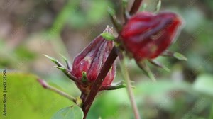 Rosella flower (also called roselle) with a natural background. Use as herbal drink and herbal medicine