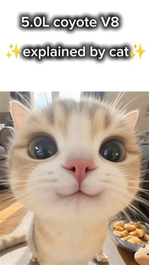 kittyverse on Instagram: "Kitty explains 5.0L coyote V8!!! Meow 😸 #cat #cars #sportcars #usa #fast #foryou"