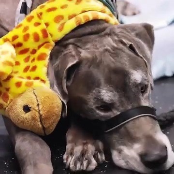6-year-old Great Dane has been diagnosed with bone cancer 😢 Will the dog need it's leg amputated? 🐶 | Bondi Vet