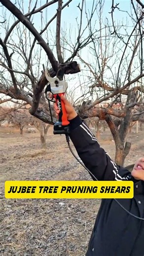 Jujube Tree Pruning with Powerful Electric Pruning Shears | Winter Orchard Care ✂️