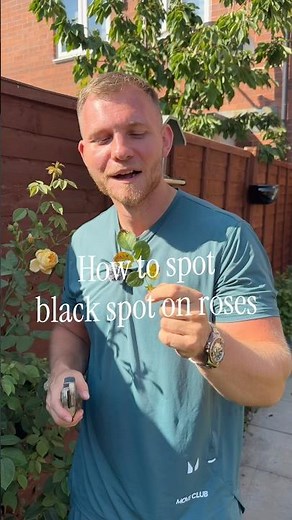 Black Spot on Roses? Here’s How to Stop It Before It Spreads 🌹
