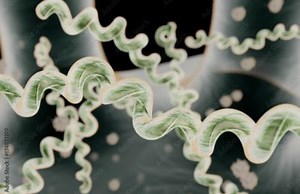 Lyme Disease Treatment | Sierra Integrative Medical Center