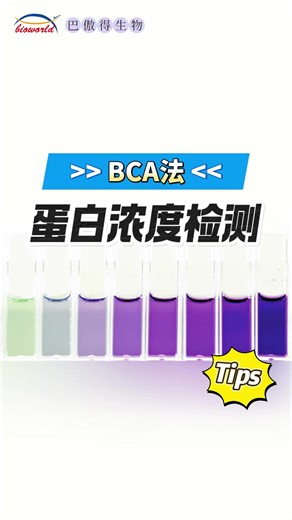 个人总结：BCA法蛋白浓度检测Tips