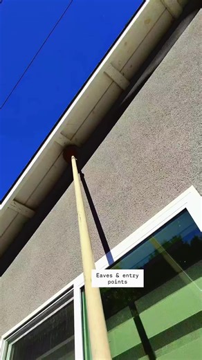 Effective Pest Control: Webbing Removal Tips