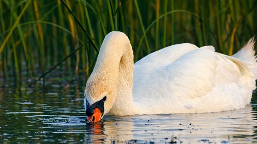 Graceful swan in natural habitat