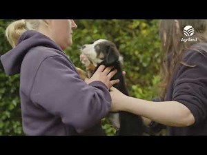 ISPCA marks 75 years of protecting Ireland’s animals