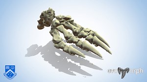 Digging Claws of a Wombat - 3D model by Evans EvoMorph Lab (@arevans)