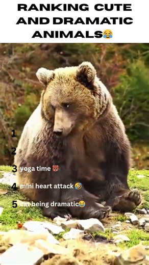 Ranking the funniest and dramatic animals 🤣