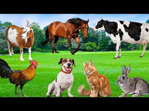 Domestic Animals - Dogs, Cats, Rabbits, Chickens, Goats, Cows -Animal Discovery
