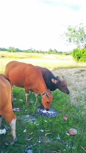 Stop...try to see the seconds of cattle without a pen that make big profits.