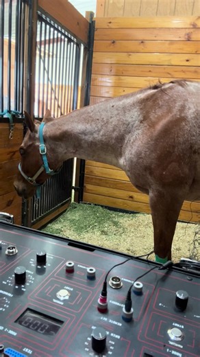 Equine Therapy: Relaxation and Recovery for Horses