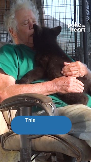 Baby Bear Climbs in Old Man's Lap and Cuddles With Him | Poke My Heart