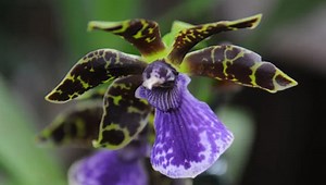 How to Grow Orchids | Gardeners Supply