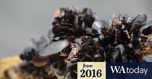 The future of shellfish farming