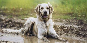 A new case of Alabama Rot has been confirmed in the Cotswolds
