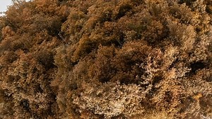 Very Excited! Susumu Yokota 'Cloud Hidden' has been featured on the latest episode of Bandcamp Weekly w/ Andrew Jervis. Listen here >> http://bandcamp.com/?show=344 | Lo Recordings