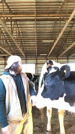 Funny Dairy Farmer Blooper: Attempting to Film Cow Pooping