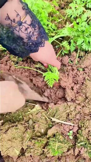 Spring Has Arrived, Let's Plant Hope—Learn How to Dig Carrots Step by Step!