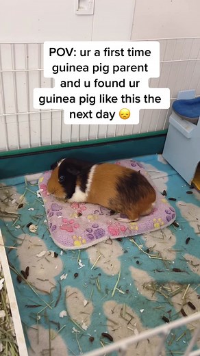 Guinea Pig Staring: What Do They See?
