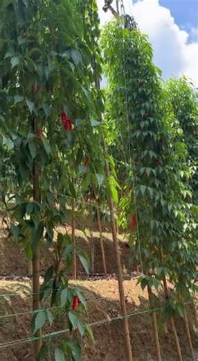 Hillside Pepper Farm Climber — #SlopeRobot #AgricultureTech