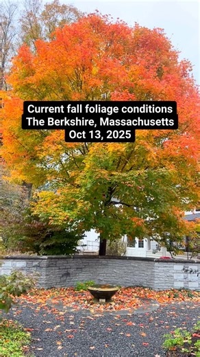 Hello from the Berkshires where it’s looking pretty good! Despite this storm that is coming through New England, I found lots of spots of bright foliage! I have found that the most spots of bright foliage are in the cute small towns themselves and along the roads, but less so in the higher elevation. I cannot speak for the northern Berkshires, but the southern part of the region looked really nice today and I appreciated how moody it is! The wind and rain are ripping the leaves off the tree HOWE