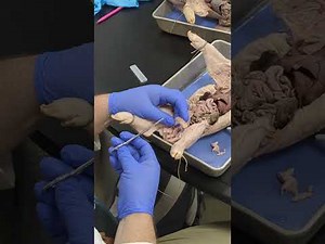 Pig dissection 1407