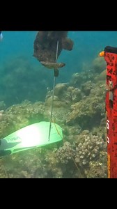 Giant Grouper Spearfishing | John Fishing Adventure