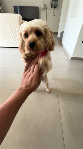 6 Tricks 0 Treats Left.. 💅🐾🐶 #cockapoo #puppies #puppiesoftiktok #dubai