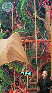 171K views · 1K reactions | Dana ya dana  podocarpus macrophyllus #tanaman #tanamanhias #bonsai #FYI | The plantskeeper | Facebook