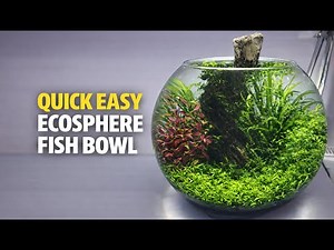 EASY Planted Fish Bowl Ecosystem!