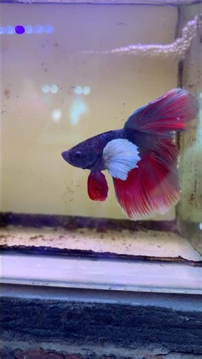 Beautiful betta fish🥵| how to breed betta fish|betta fishes #shorts #betta #aquarium #guppy #fish