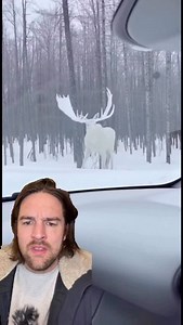 Ancient Native American prophecy comes true about a white moose in Montana #nativeamerican #moose #prophecy #montana #fyp | Scott Whitehead