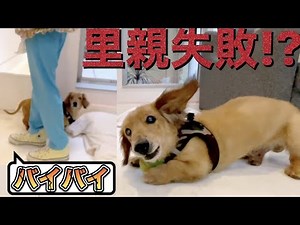 Foster parent failure! I love it so much. .. Strict transfer rules [Protected dog] [rescued]