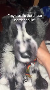 Essa Art Doll Customization: Border Collie Ideas