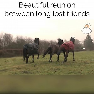 16M views · 70K reactions | What a beautiful reunion between old friends!  (Credit: YouTube/Sue Blagburn via storyful) | LittleThings | Facebook