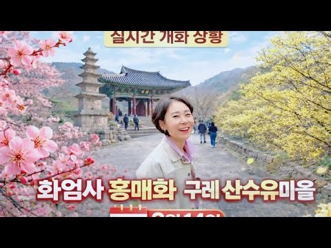Jirisan Spring Flower Travel Course / Hwaeomsa Temple Red Plum Blossoms / Gurye Sansuyu Village (...