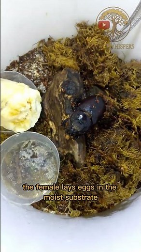 Beginner’s Guide to Breeding Rhinoceros Beetles | Easy At-Home Setup #animals #wildlife