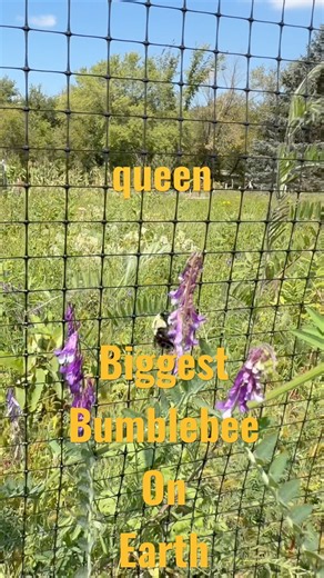 The Largest Bumble Bee on Earth 😳😯🤯