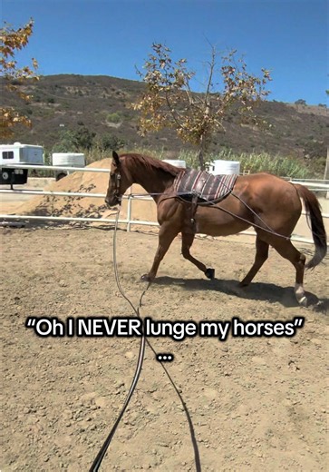 🫣🫣🫣 Cue the hate comments | lunging workout horses