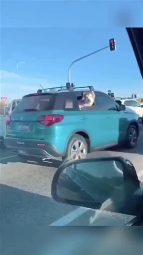 Adorable Fluffy Dog Reactions that Melt Your Heart