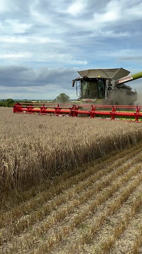 75K views · 1.3K reactions | CLAAS 8800 Lexion combine harvesting milling wheat #harvest2023 #agriculture #combineharvester | Pro Horizon Farming Content | Facebook