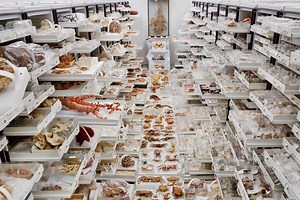 Zoology Collections - Canadian Museum of Nature