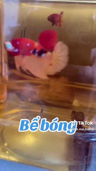 Rầu #MèonuôiBetta #MeoBetta #bettafish #betta #multycolorbetta #galaxybetta #bettavietnam 🇻🇳 #cabetta #xuhuong #nemoVip #bettanemogalaxy #NemoCandyBetta