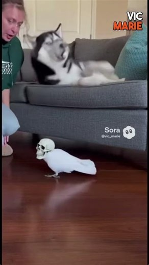 A humorous, high-definition prank video filmed in a handheld, home-security