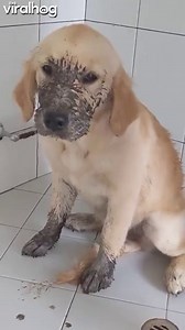 Muddy golden retriever puppy tracks dirt everywhere