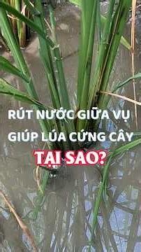Vì sao rút nước giữa vụ giúp lúa cứng cây hơn? | Hai Lúa Vàng