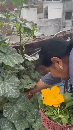 कद्दू में आया पहला फूल 😍 अब बनेगी पकौड़ी!Terrace Garden में कद्दू का पहला फूल 🌼🔥#shorts